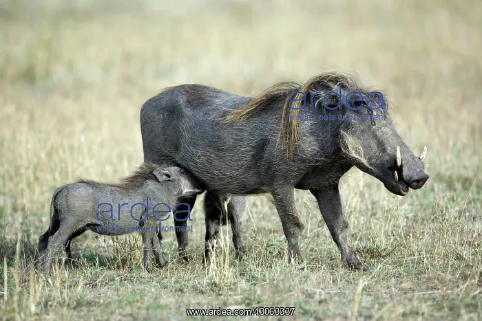 : Baby Warthog nursing, Phacochoerus aethiopicus : Baby Warthog nursing, Phacochoerus aethiopicus