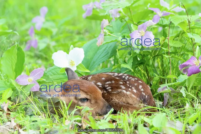 : BABY WHITE TAILED DEER : BABY WHITE TAILED DEER