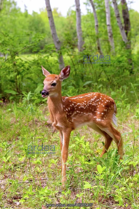 : BABY WHITE TAILED DEER : BABY WHITE TAILED DEER