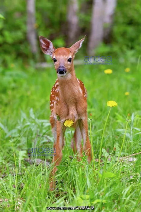 : BABY WHITE TAILED DEER : BABY WHITE TAILED DEER