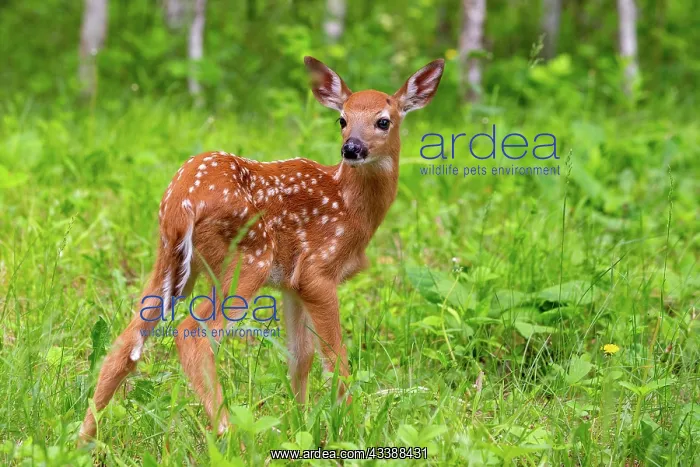 : BABY WHITE TAILED DEER : BABY WHITE TAILED DEER