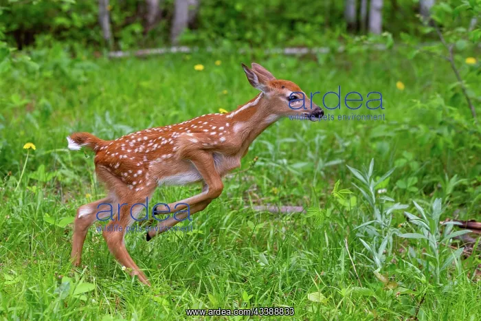 : BABY WHITE TAILED DEER : BABY WHITE TAILED DEER