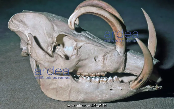 : Babyrusa skull showing enlarged canines in the male : Babyrusa skull showing enlarged canines in the male