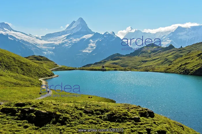 : Bachalpsee and the peaks Schreckhorn and Finsteraarhorn : Bachalpsee and the peaks Schreckhorn and Finsteraarhorn
