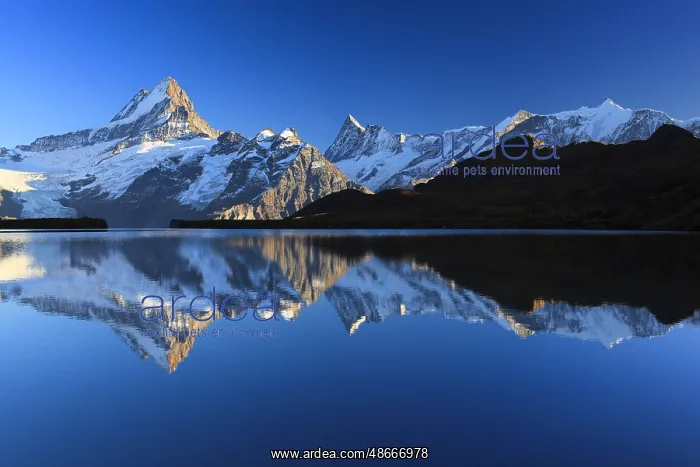 : Bachalpsee, Schreckhorn, 4078 m, Finsteraarhorn, 4274 m : Bachalpsee, Schreckhorn, 4078 m, Finsteraarhorn, 4274 m