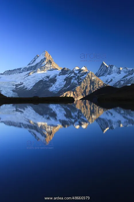 : Bachalpsee, Schreckhorn, 4078 m, Finsteraarhorn, 4274 m : Bachalpsee, Schreckhorn, 4078 m, Finsteraarhorn, 4274 m