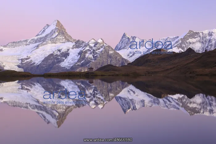 : Bachalpsee, Schreckhorn, 4078 m, Finsteraarhorn, 4274 m : Bachalpsee, Schreckhorn, 4078 m, Finsteraarhorn, 4274 m