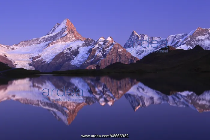 : Bachalpsee, Schreckhorn, 4078 m, Finsteraarhorn, 4274 m : Bachalpsee, Schreckhorn, 4078 m, Finsteraarhorn, 4274 m