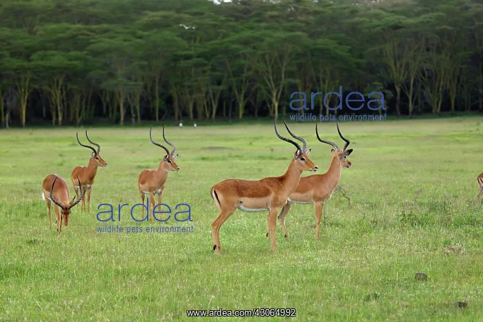 : Bachelor herd of male Impala, Aepyceros : Bachelor herd of male Impala, Aepyceros