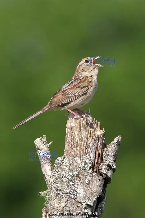 : Bachman's Sparrow - singing, on territory : Bachman's Sparrow - singing, on territory