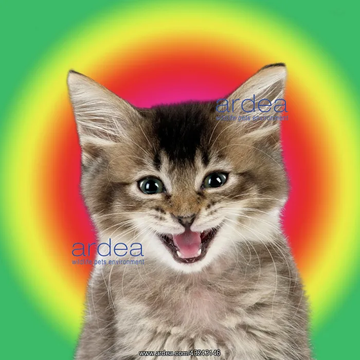 : Cat Tabby kitten laughing / smiling Digital Manipulation: Background added (Ardea) : Cat Tabby kitten laughing / smiling Digital Manipulation: Background added (Ardea)