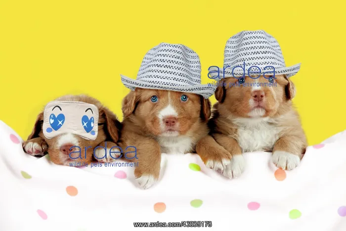: Dog Nova Scotia Duck Tolling Retriever puppies (6 weeks old) Digital Manipulation : Dog Nova Scotia Duck Tolling Retriever puppies (6 weeks old) Digital Manipulation