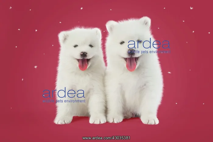 : DOG - Samoyed puppies 5 weeks old Digital Manipulation: Background colour : DOG - Samoyed puppies 5 weeks old Digital Manipulation: Background colour