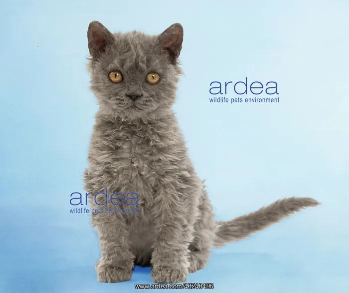 : Cat Selkirk Rex kitten Digital Manipulation: background colour : Cat Selkirk Rex kitten Digital Manipulation: background colour