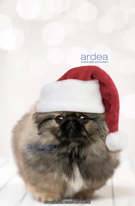 : Dog Pekingese puppy 3 months old wearing Christmas hat Digital Manipulation : Dog Pekingese puppy 3 months old wearing Christmas hat Digital Manipulation