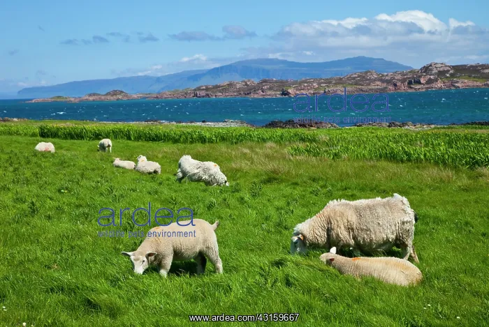 : Background: Isle of Mull : Background: Isle of Mull
