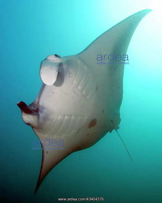 : Backlight image of underside of giant manta ray : Backlight image of underside of giant manta ray