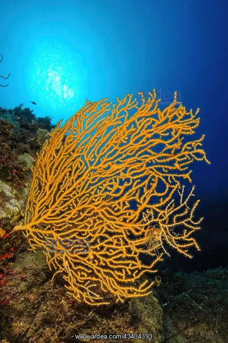 : Backlight image of Yellow Gorgonian (Eunicella cavolinii) : Backlight image of Yellow Gorgonian (Eunicella cavolinii)