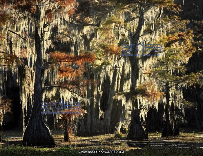 : Backlit bald cypress trees and autumn colors in southern : Backlit bald cypress trees and autumn colors in southern