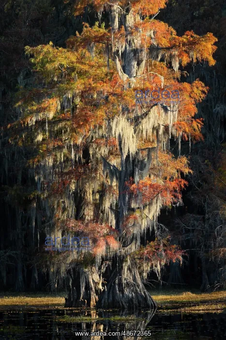 : Backlit bald cypress trees and autumn colors in southern : Backlit bald cypress trees and autumn colors in southern