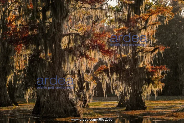  : Backlit bald cypress trees and autumn colors in southern