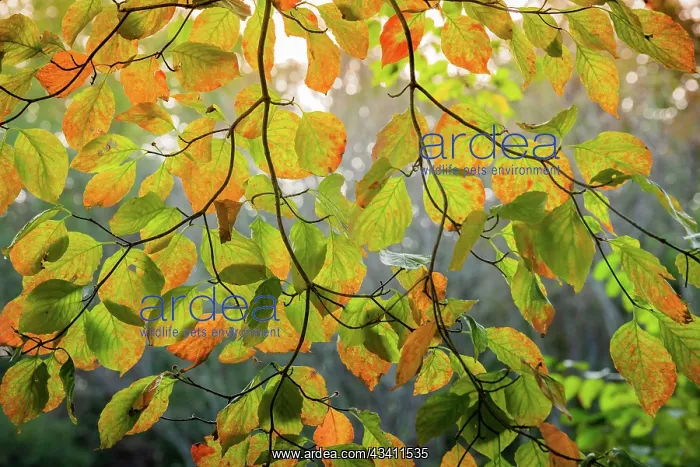 : Backlit branch with golden leaves, Peaks Of Otter : Backlit branch with golden leaves, Peaks Of Otter