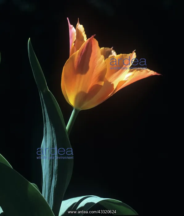 : Tulip. Backlit flowers of tulip Tulipa Ballerina : Tulip. Backlit flowers of tulip Tulipa Ballerina