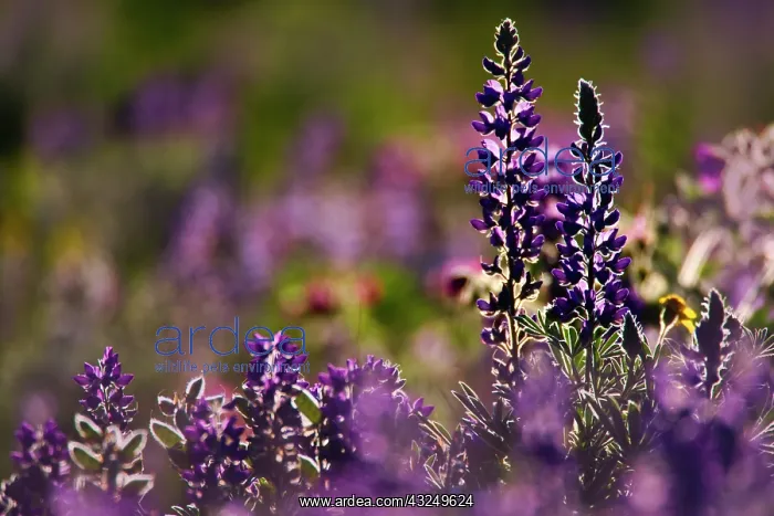 : Backlit lupine flowers, Glacier National : Backlit lupine flowers, Glacier National