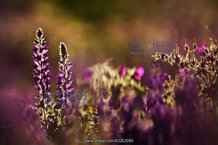  : Backlit lupine flowers, Glacier National