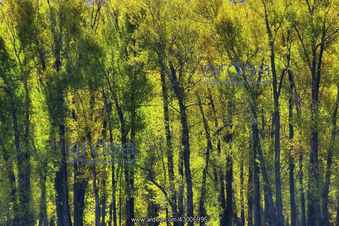 : Backlit Plains Cottonwood Trees in Autumn (Fall) colour : Backlit Plains Cottonwood Trees in Autumn (Fall) colour