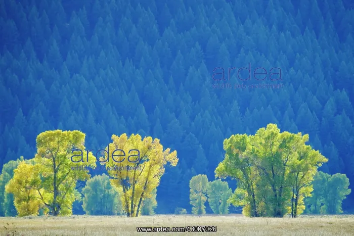  : Backlit Plains CottonwoodGrand Tetons National