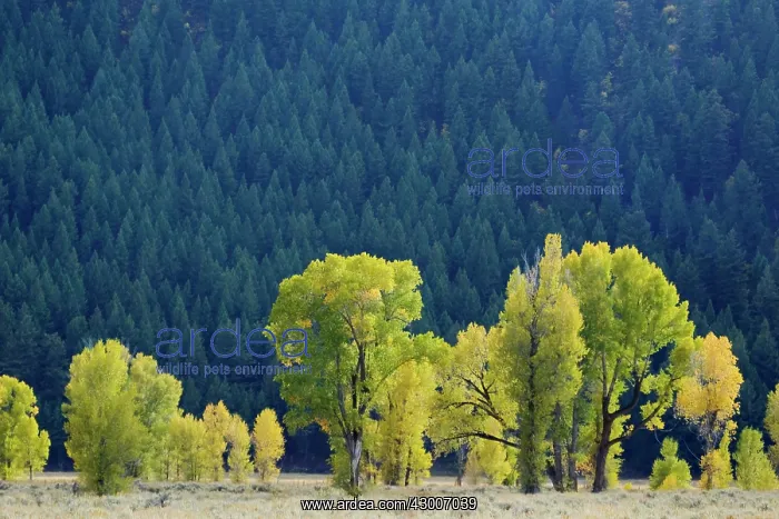  : Backlit Plains CottonwoodGrand Tetons National