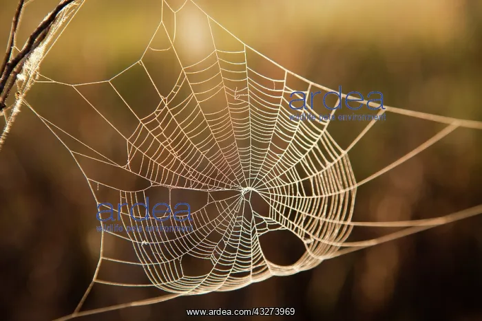  : Backlit spider web at sunrise in the Mission