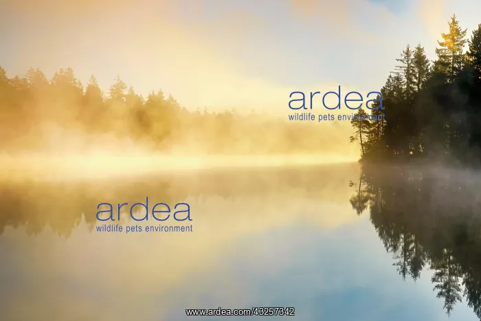  : Backlit sunrise with wafts of mist over the mirror-smooth