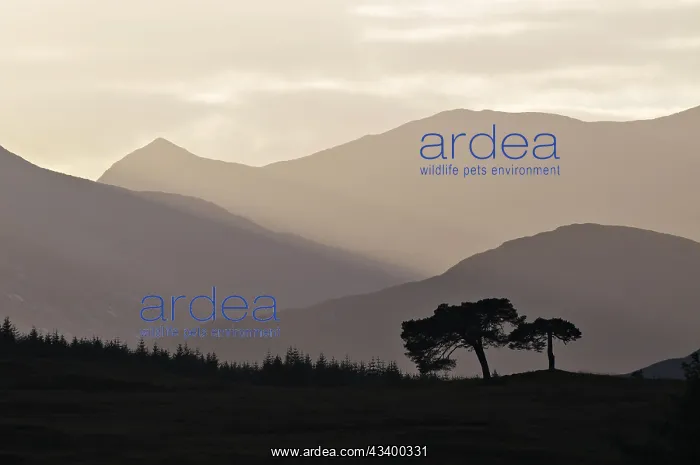 : Backlit trees and hill-ridges around the western : Backlit trees and hill-ridges around the western