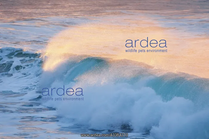 : Backlit wave breaking in warm evening light on open sea off : Backlit wave breaking in warm evening light on open sea off