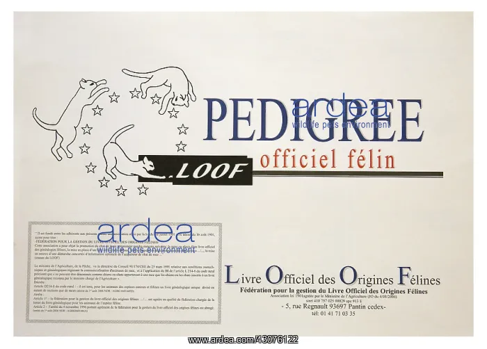 : Backlog for pedigree cats : Backlog for pedigree cats