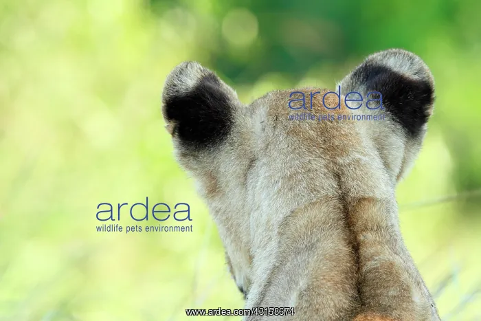 : Lion. Backside of a Lion (Panthera leo) sub-adult : Lion. Backside of a Lion (Panthera leo) sub-adult