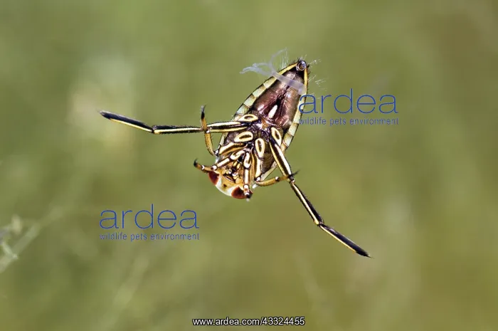 : Backswimmer : Backswimmer