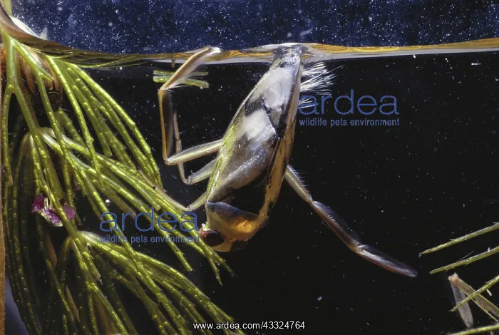 : Backswimmer : Backswimmer