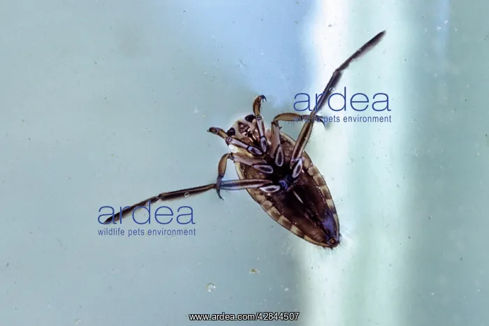 : Backswimmer - in pool : Backswimmer - in pool