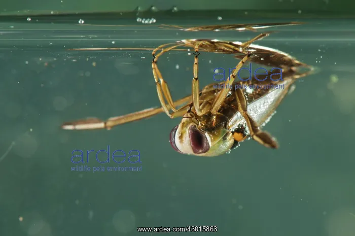  : Backswimmer underwater