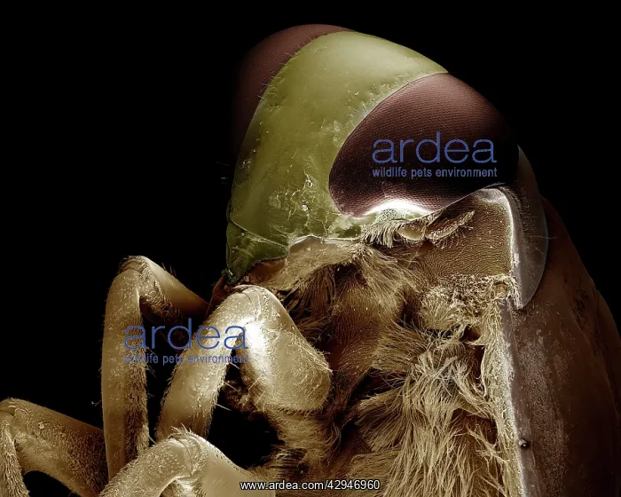 : Backswimmer / Water Boatman : Backswimmer / Water Boatman