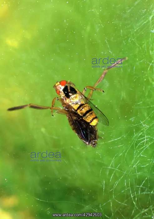 : Backswimmer / Water Boatman - feeding on hoverfly : Backswimmer / Water Boatman - feeding on hoverfly