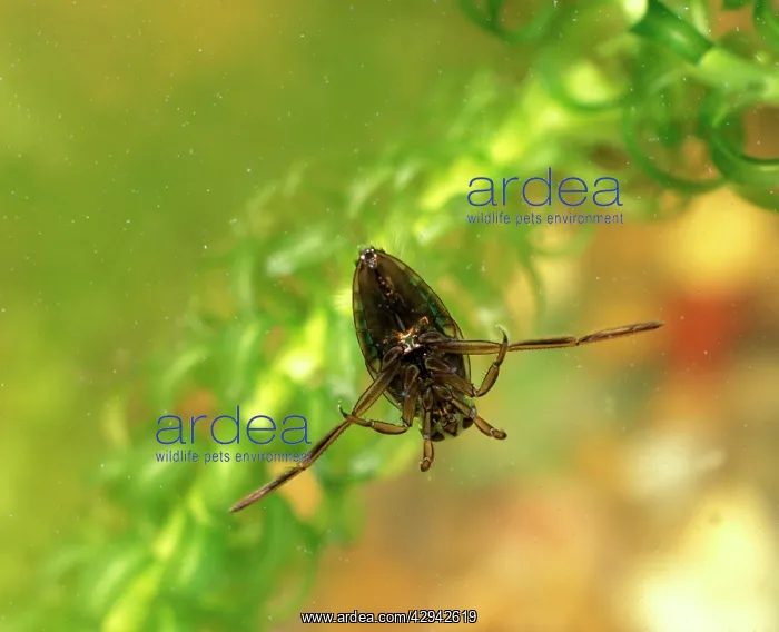 : Backswimmer / Water Boatman - floating on water : Backswimmer / Water Boatman - floating on water