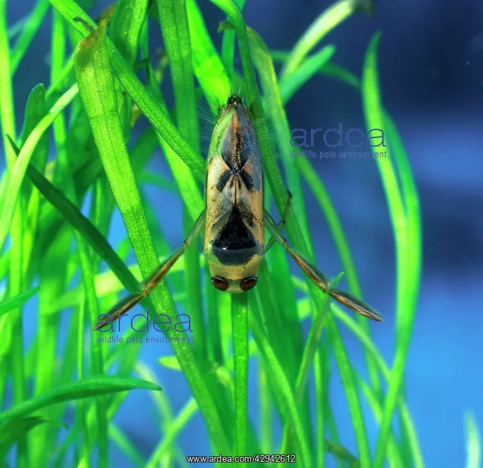 : Backswimmer / Water Boatman - resting on waterplants : Backswimmer / Water Boatman - resting on waterplants