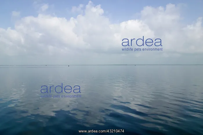 : Backwaters of Kerala, India : Backwaters of Kerala, India