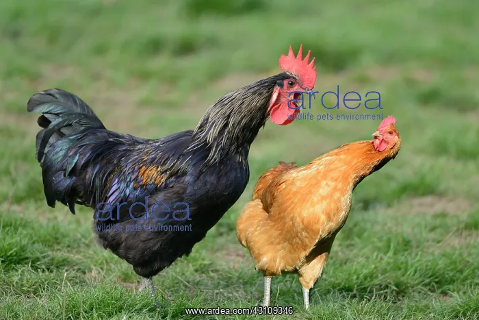 : Backyard Rooster and Hen, Northern Vosges Regional : Backyard Rooster and Hen, Northern Vosges Regional