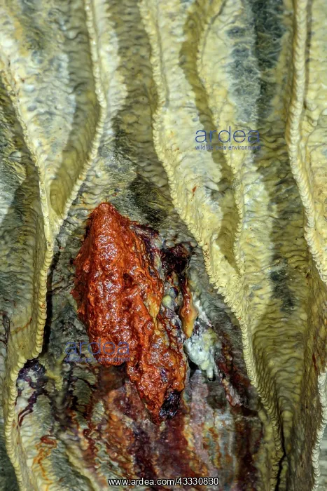 : Bacteria colony profite damp seepage in a cave : Bacteria colony profite damp seepage in a cave