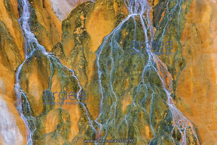 : Bacteria Mats - bright orange and yellow bacteria : Bacteria Mats - bright orange and yellow bacteria